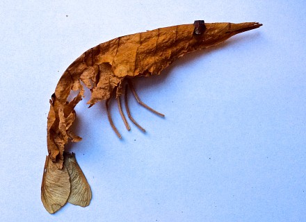 Gambas