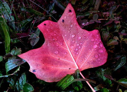 Feuille rosée