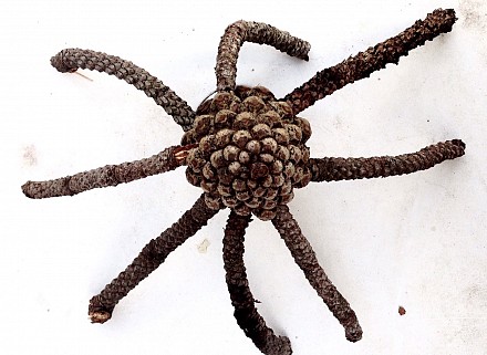 Araignée naturelle