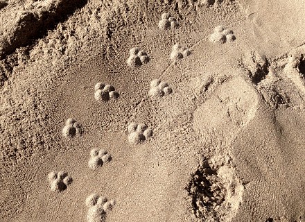 Traces inversées