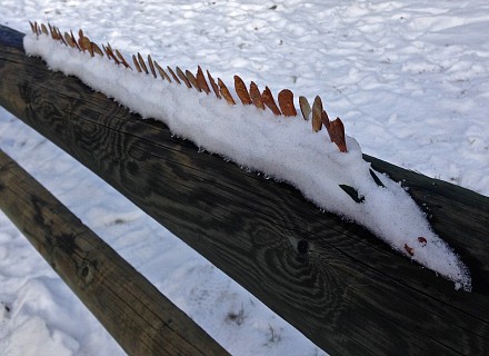 ice snake