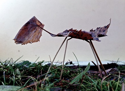 La bestiole