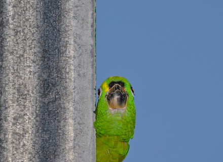 Amazonie (Pérou)