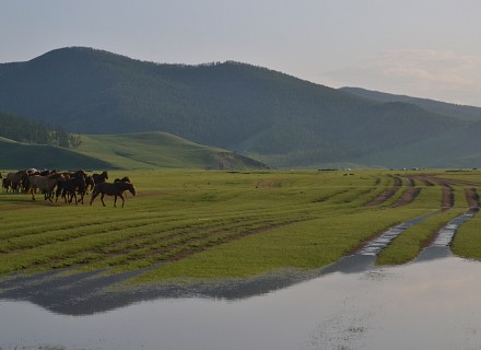 Mongolie