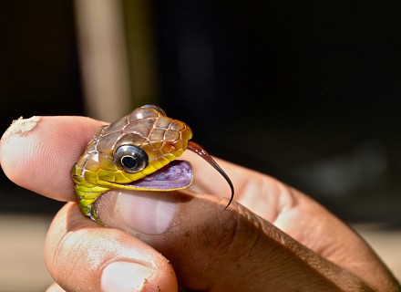 Amazonie (Pérou)