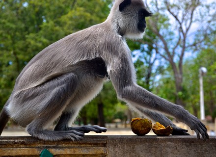 Sri Lanka