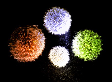 Fleurs d'artifice