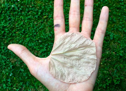 Ligne de la feuille