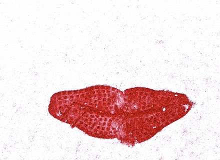 Baiser glacé