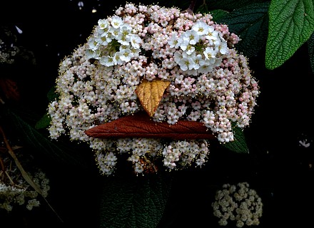 Visage fleuri