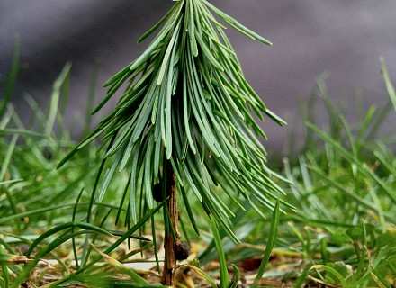 Sapin