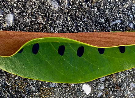 Feuille de fruit