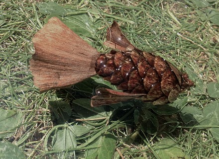Poisson