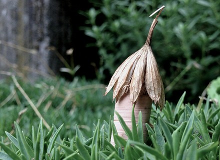 Habitat