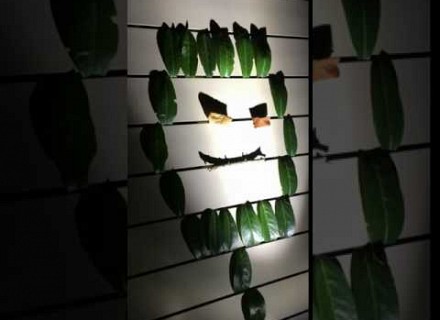 Plante maléfiques
